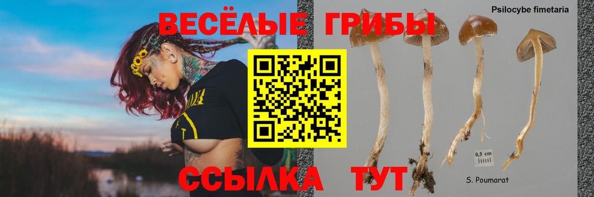 Псилоцибиновые грибы Cubensis  Вход с VPN  Новоалтайск 